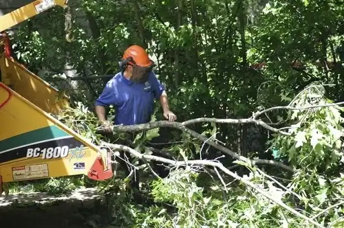 tree services Hallsville